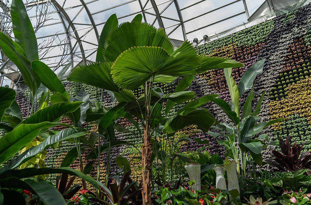 Sydney-Calyx Image